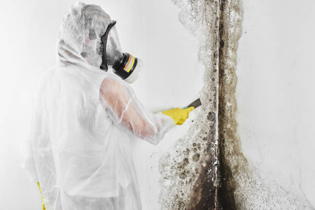 Best Residential Mold Remediation in Matthews, NC