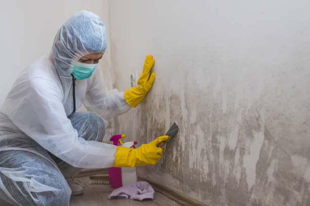 Best Health and Safety Mold Remediation in Matthews, NC